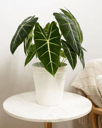 Alocasia micholitziana 'Frydek' (Green Velvet) - Ladybird Nursery