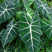 Alocasia micholitziana 'Frydek' (Green Velvet) - Ladybird Nursery