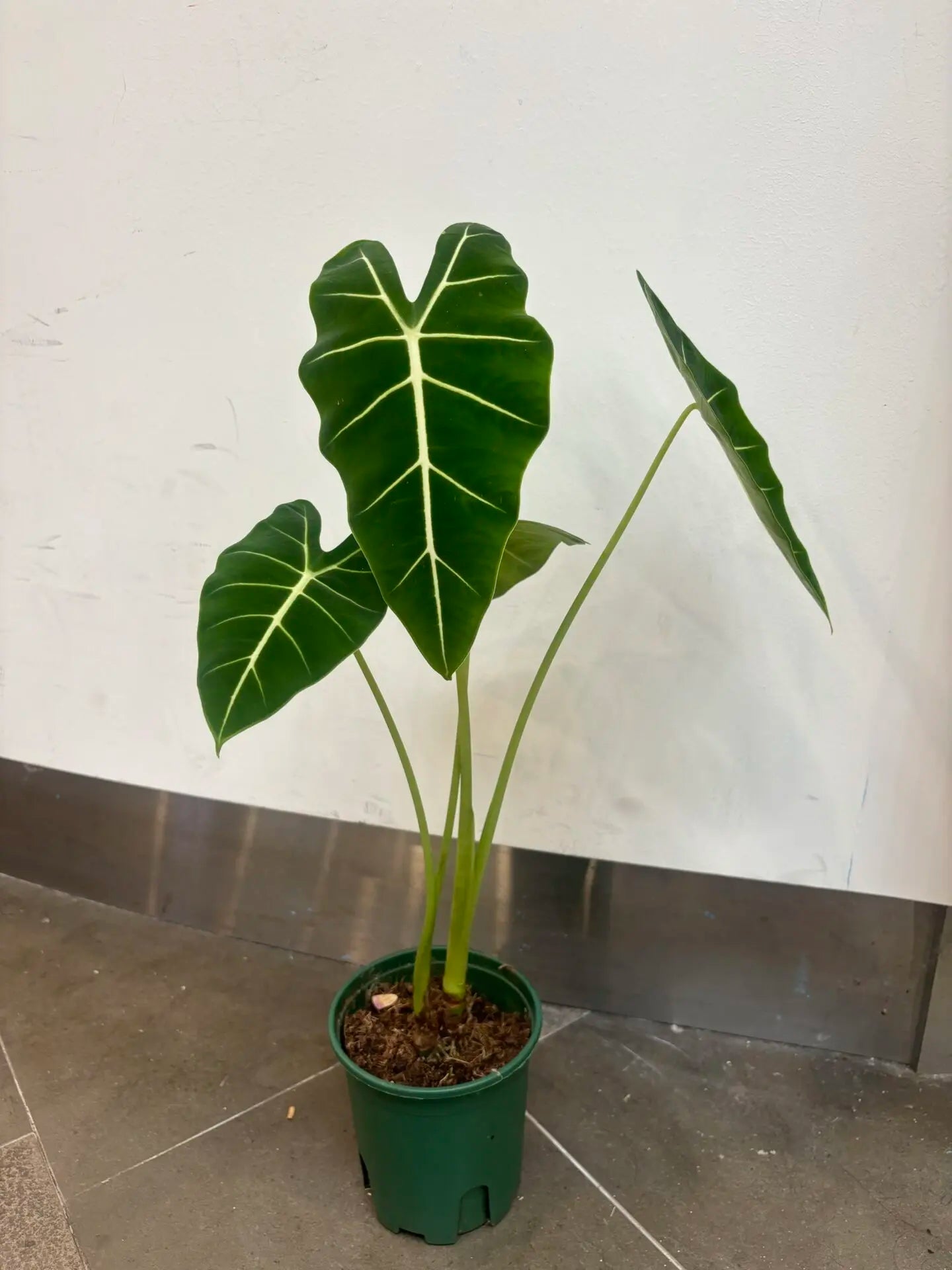 Alocasia micholitziana 'Frydek' (Green Velvet) - Ladybird Nursery