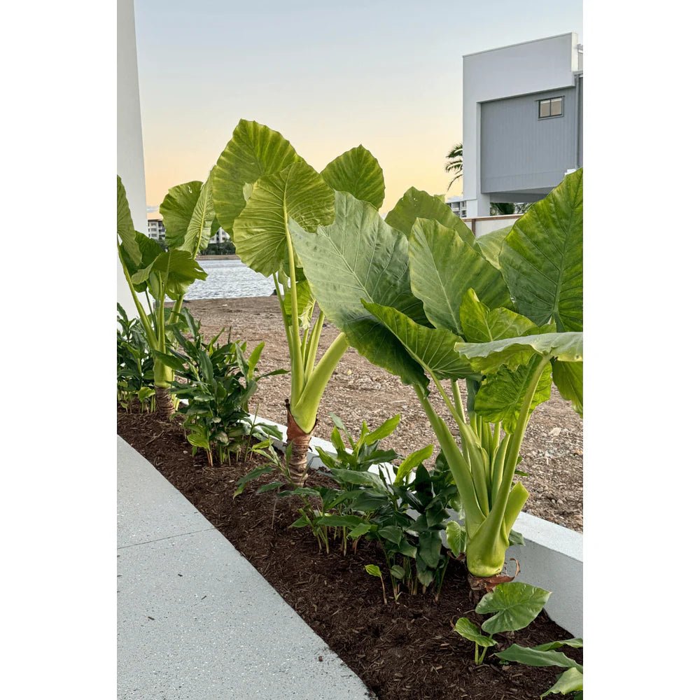 Native Elephant Ears (Alocasia brisbanensis Cunjevoi) - Large - Ladybird Nursery
