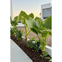 Native Elephant Ears (Alocasia brisbanensis Cunjevoi) - Large - Ladybird Nursery