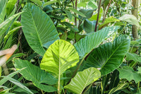 Native Elephant Ears (Alocasia brisbanensis Cunjevoi) - Large - Ladybird Nursery