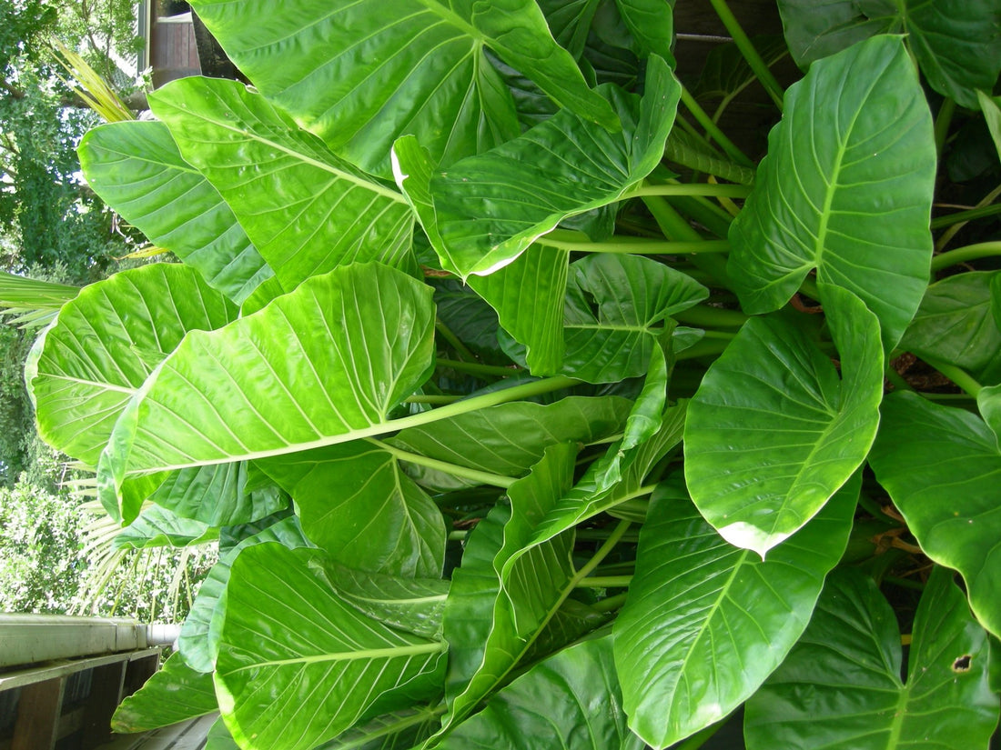 Native Elephant Ears (Alocasia brisbanensis Cunjevoi) - Large - Ladybird Nursery