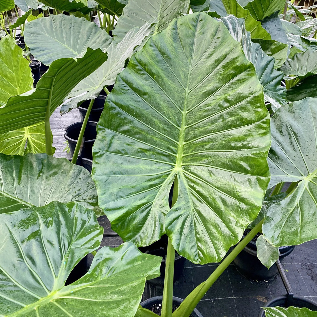 Dwarf Elephant Ear (Alocasia calidora) - Ladybird Nursery