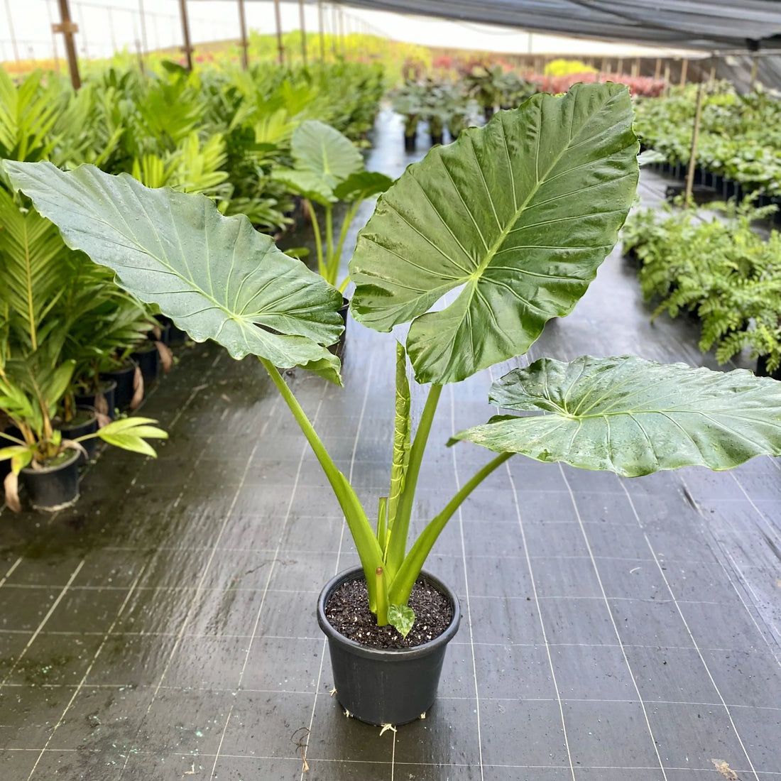Dwarf Elephant Ear (Alocasia calidora) - Ladybird Nursery