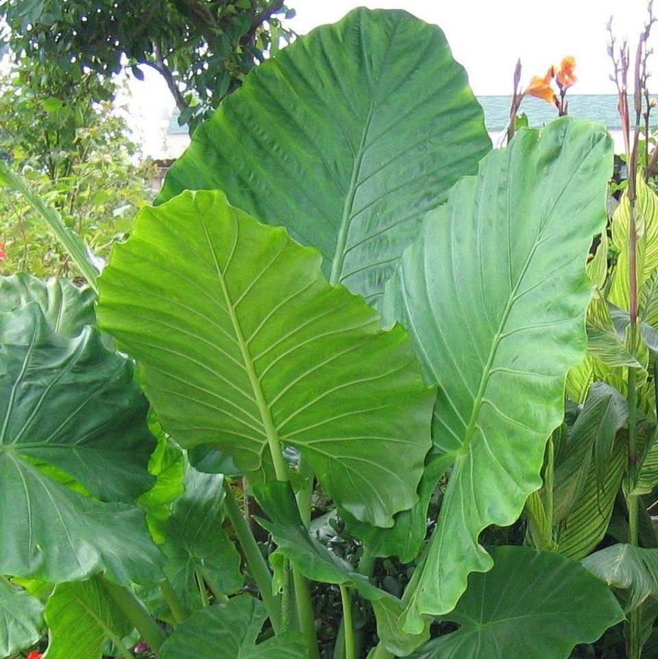 Elephant Ear aurea Tissue culture (Xanthosoma mafafa)