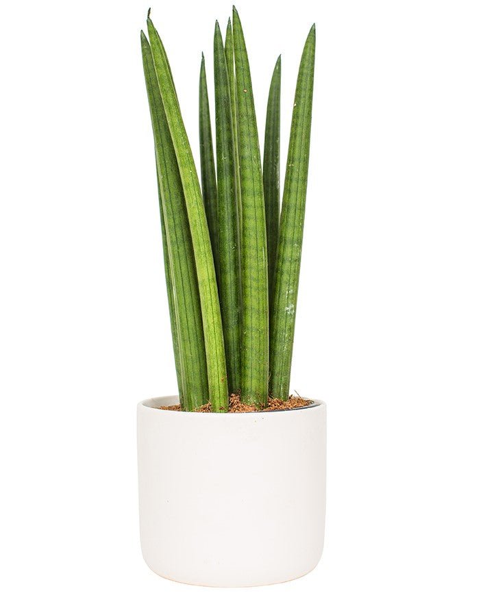 Snake Plant (Sansevieria cylindrica) - Ladybird Nursery