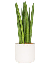 Snake Plant (Sansevieria cylindrica)