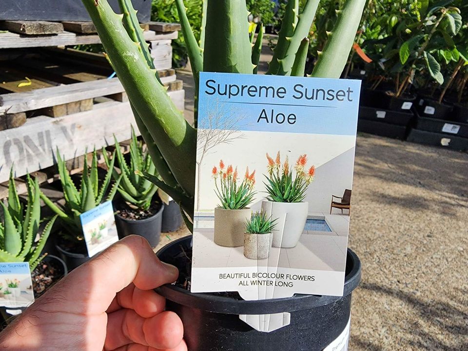 Aloe Vera Supreme Sunset - Ladybird Nursery