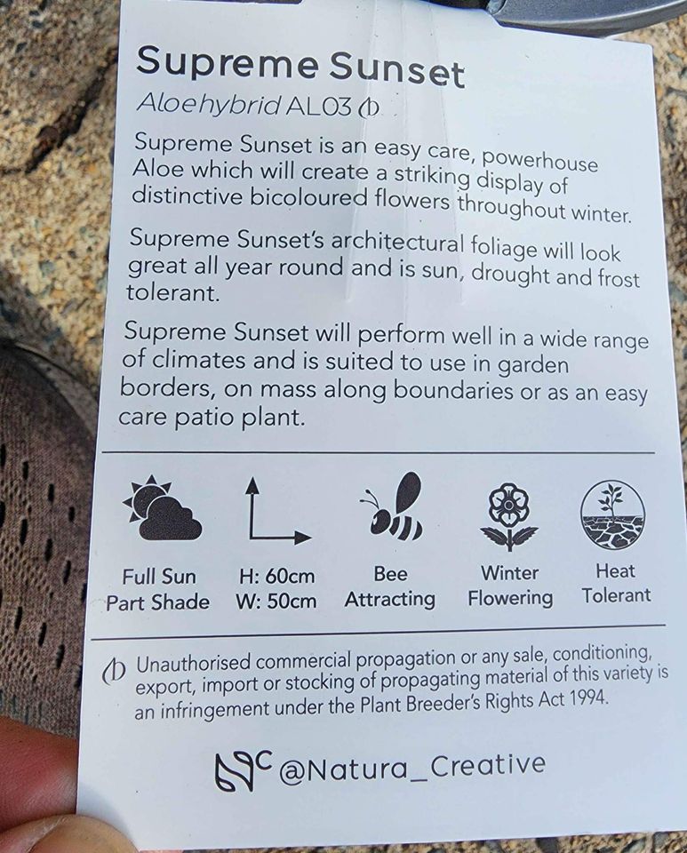 Aloe Vera Supreme Sunset - Ladybird Nursery