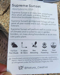 Aloe Vera Supreme Sunset