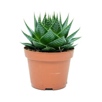 Cosmo Aloe (Aloe Cosmo) - Ladybird Nursery