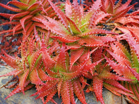 Mighty Sunset Aloe Sunset™ (Aloe hybrid) - Ladybird Nursery