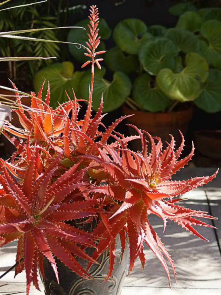 Mighty Sunset Aloe Sunset™ (Aloe hybrid)