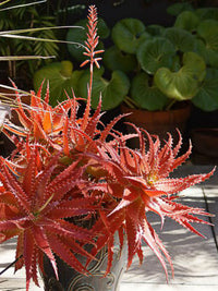Mighty Sunset Aloe Sunset™ (Aloe hybrid)