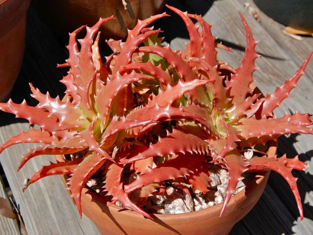 Mighty Sunset Aloe Sunset™ (Aloe hybrid) - Ladybird Nursery