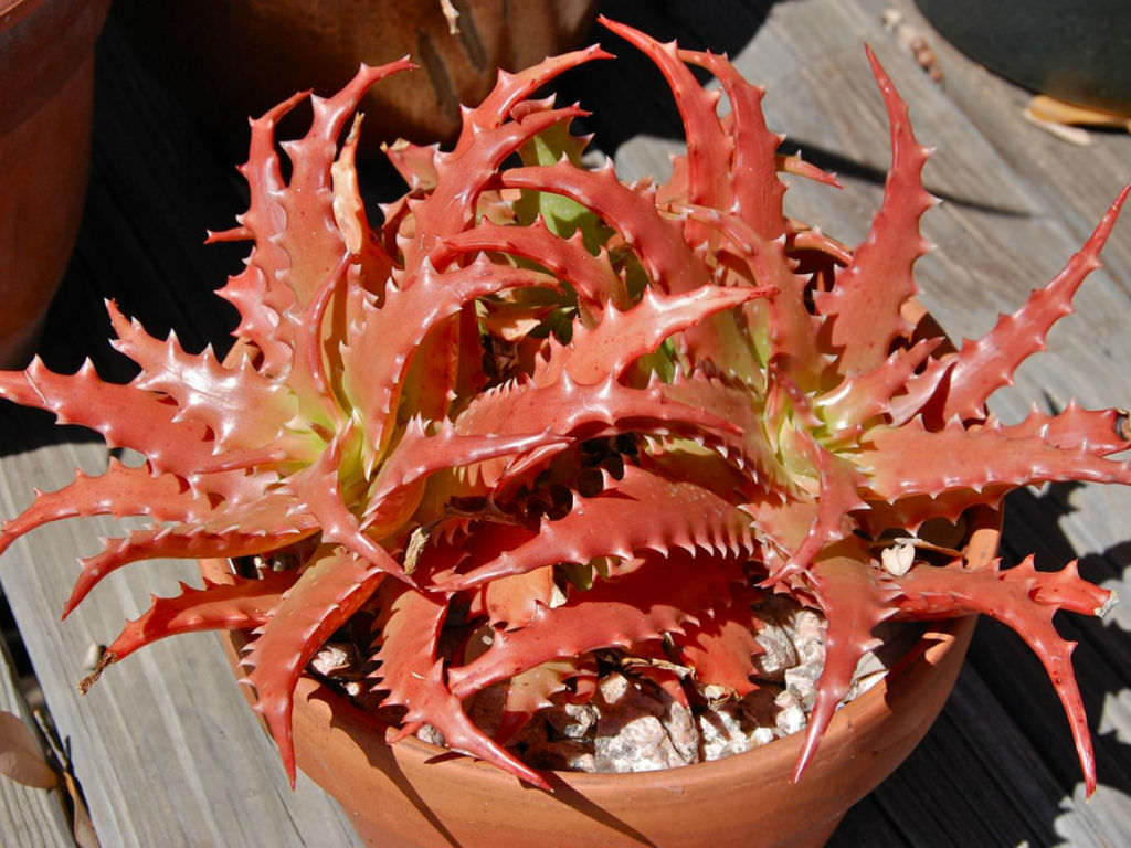 Mighty Sunset Aloe Sunset™ (Aloe hybrid)