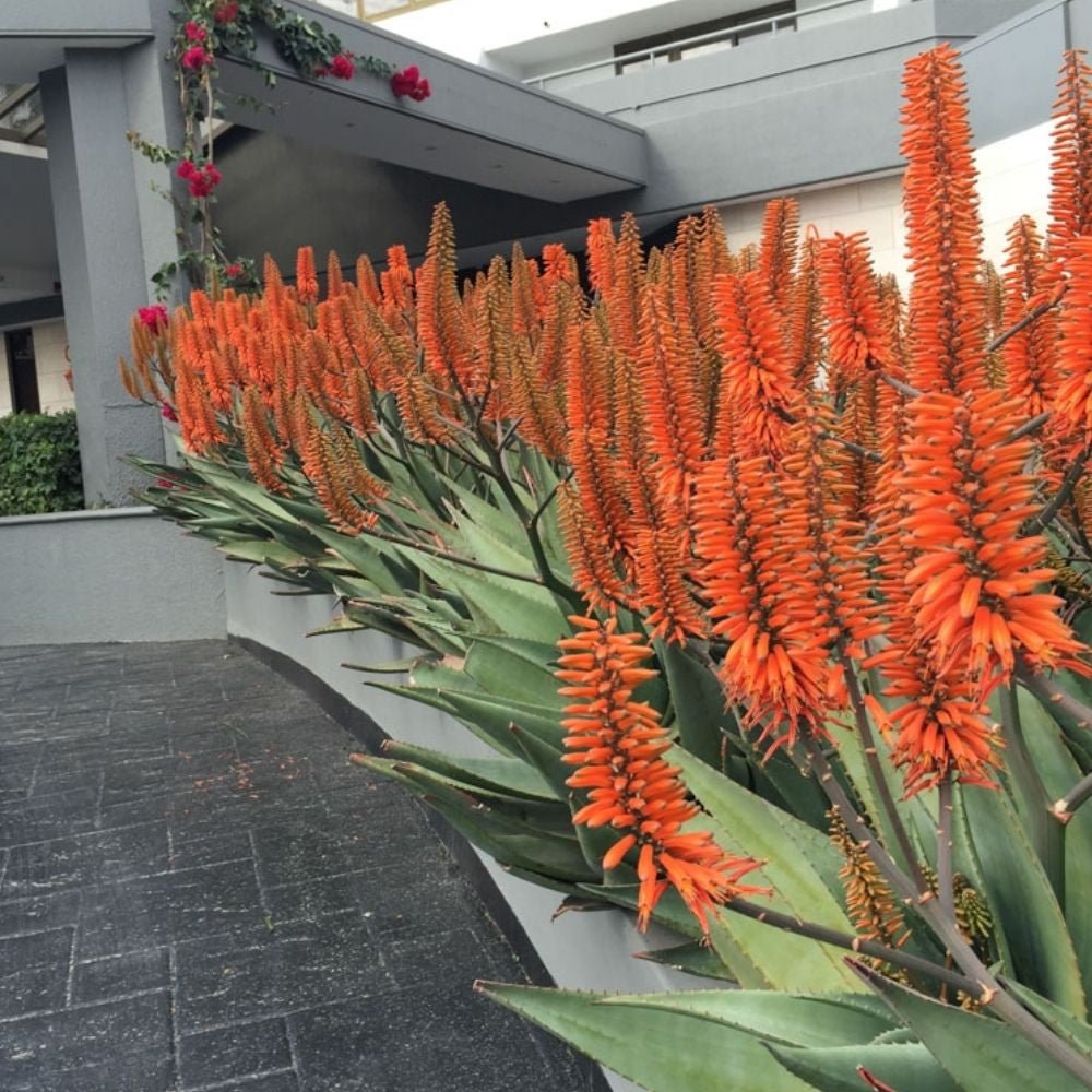 Aloe Vera 'Supreme Orange' - Ladybird Nursery