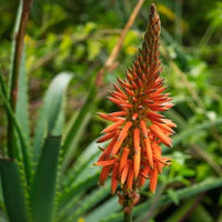 Aloe Vera 'Supreme Orange' - Ladybird Nursery