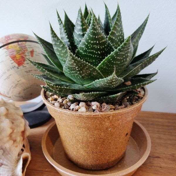 Cosmo Aloe (Aloe Cosmo)