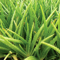 Aloe Vera - Ladybird Nursery