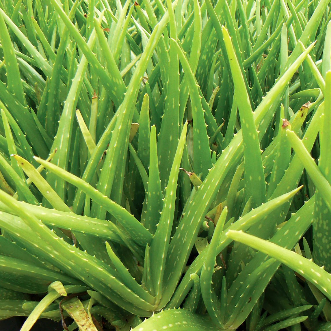 Aloe Vera - Ladybird Nursery