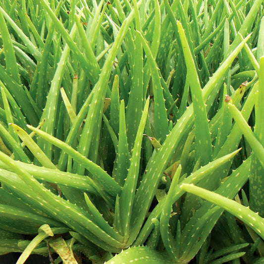 Aloe Vera - Ladybird Nursery