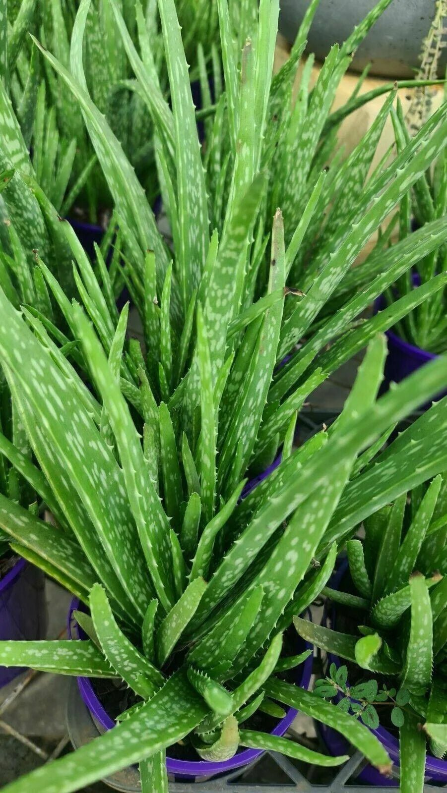 Aloe Vera - Ladybird Nursery