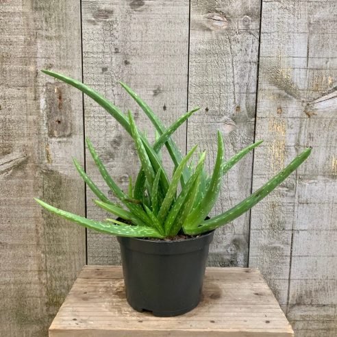 Aloe Vera - Ladybird Nursery