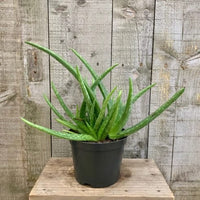 Aloe Vera - Ladybird Nursery
