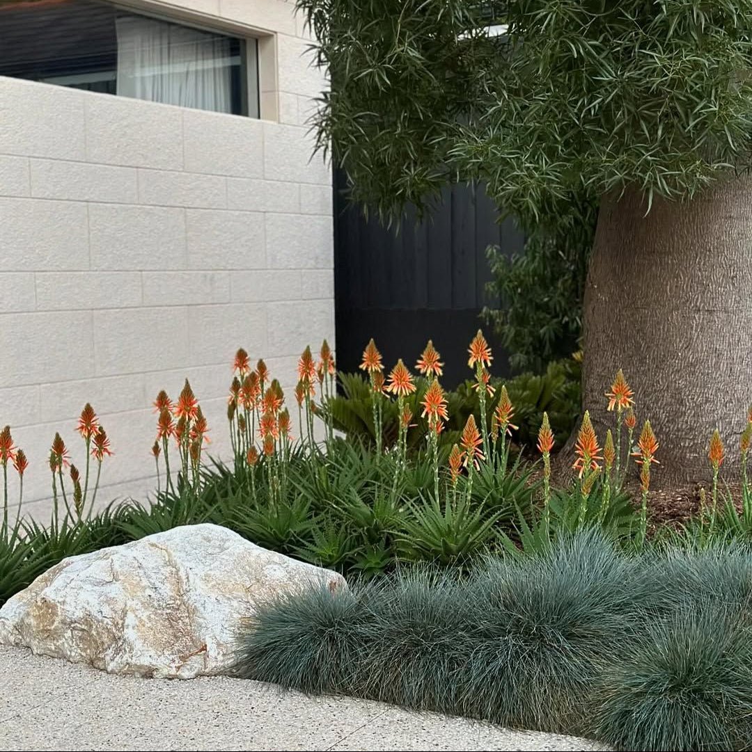 Aloe Vera 'Supreme Orange' - Ladybird Nursery