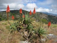 Escapade Aloe (Aloe Escapade) - Ladybird Nursery