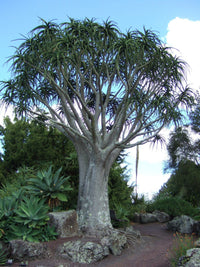 Tree Aloe (Aloe bainesii) - Ladybird Nursery