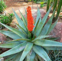 Bitter Aloe (Aloe ferox)