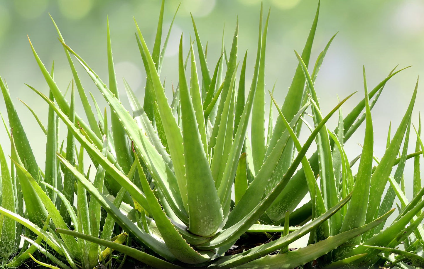 Aloe Vera (Aloe vera)