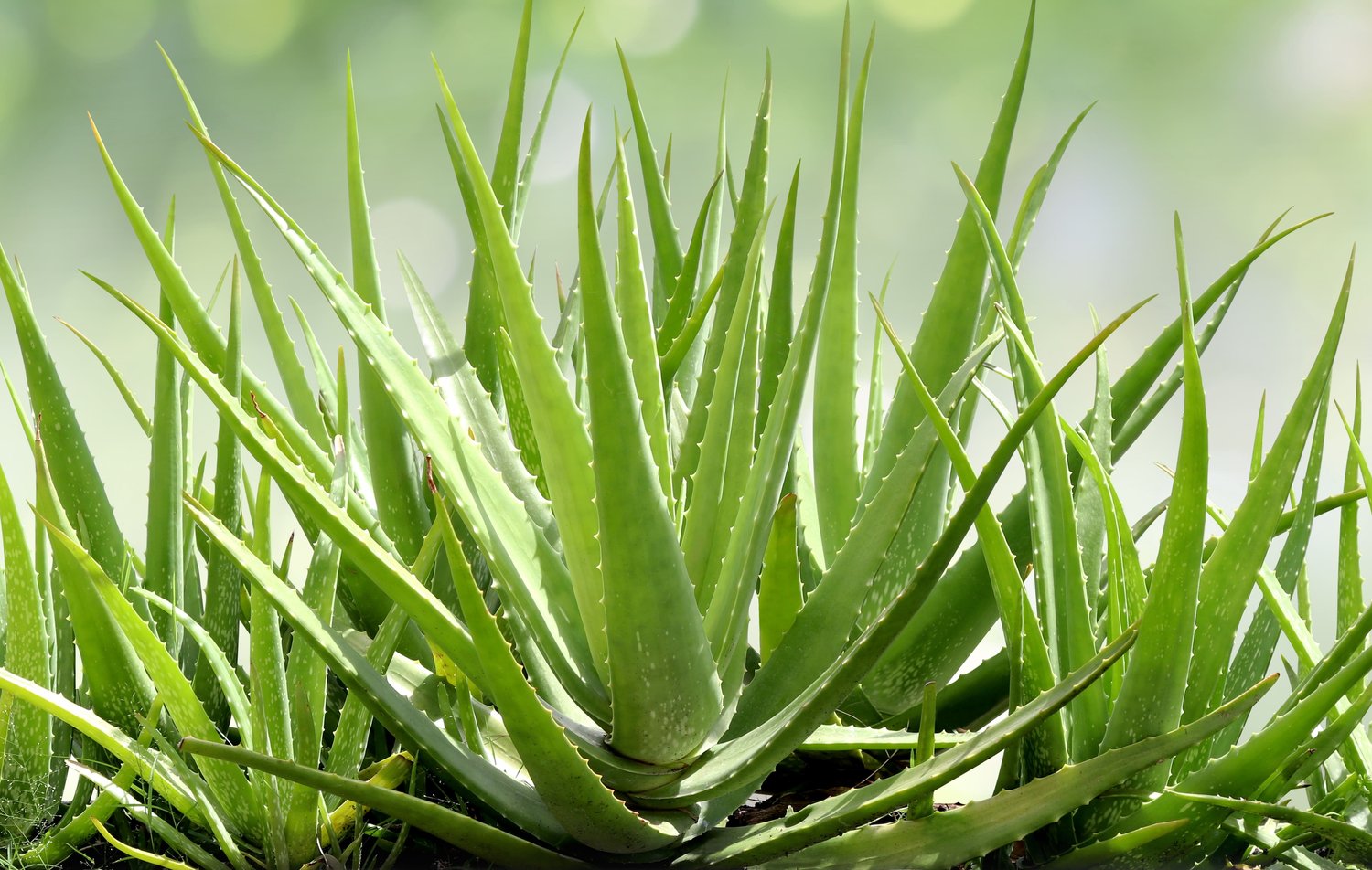Aloe Vera (Aloe vera)