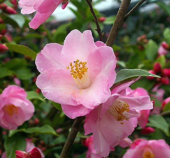 Camellia Mandy (Camellia japonica) - Ladybird Nursery