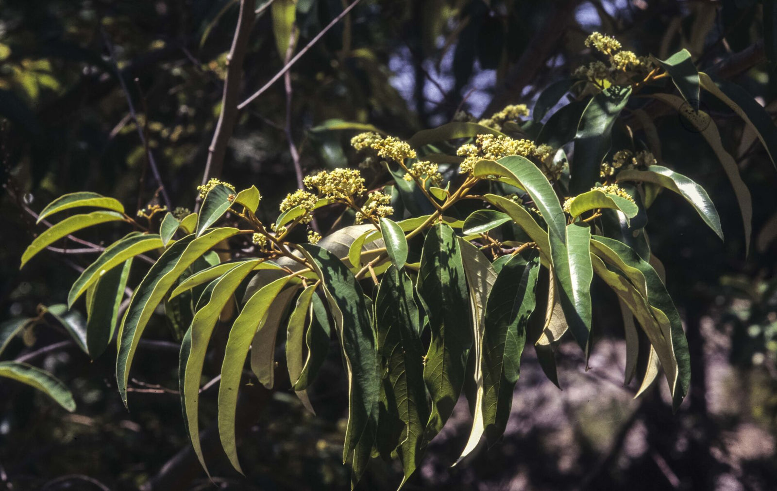 Red Ash (Alphitonia excelsa) - Ladybird Nursery