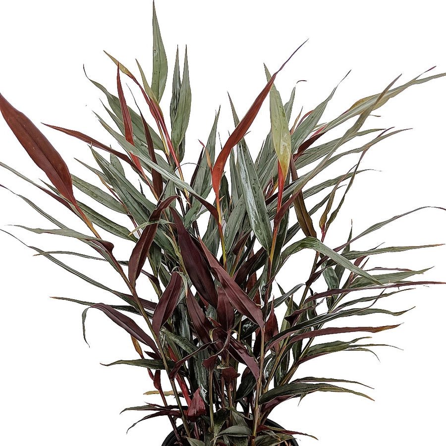Red Rubin Ginger (Alpinia luteocarpa) - Ladybird Nursery