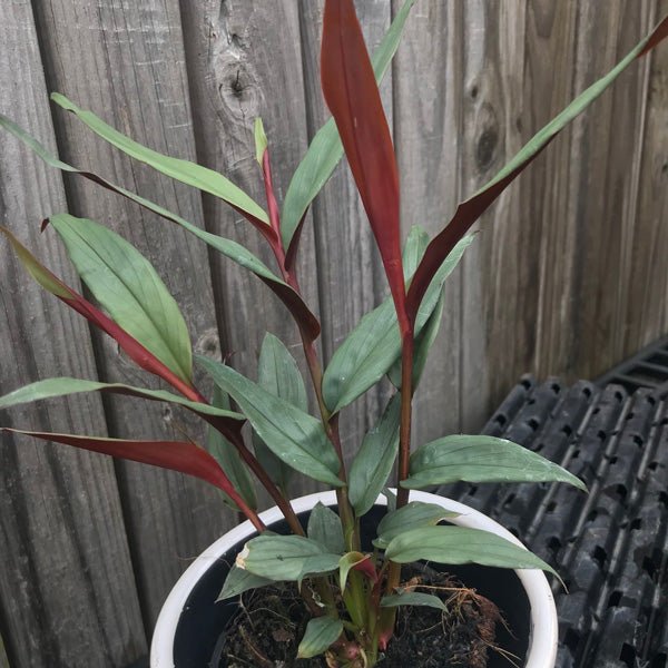 Red Rubin Ginger (Alpinia luteocarpa) - Ladybird Nursery