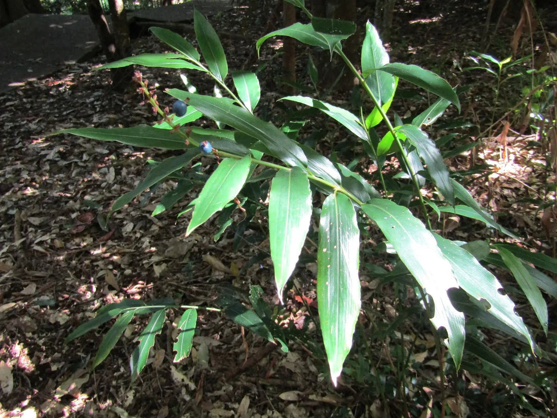 Dwarf Ginger (Alpinia arundelliana) - Ladybird Nursery