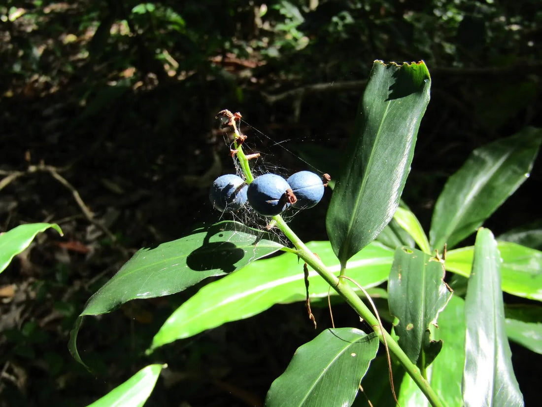 Dwarf Ginger (Alpinia arundelliana) - Ladybird Nursery
