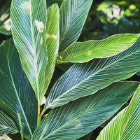 Pinstripe Ginger (Alpinia formosana)