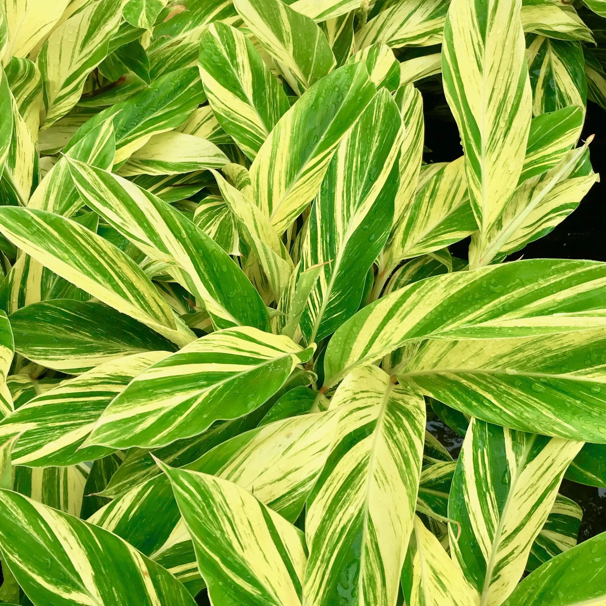 Shell Ginger Plan Variegated Shell Ginger Plant – Buy Now! – Ladybird Nursery