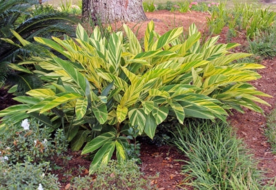 Variegated Shell Ginger Variegata (Alpinia zerumbet)