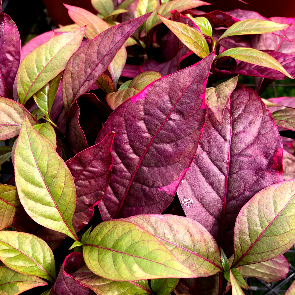 Brazilian Red Hots Alternanthera™ (Alternanthera dentata)