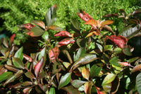 Tricolour Alternanthera Tricolor (Alternanthera dentata)