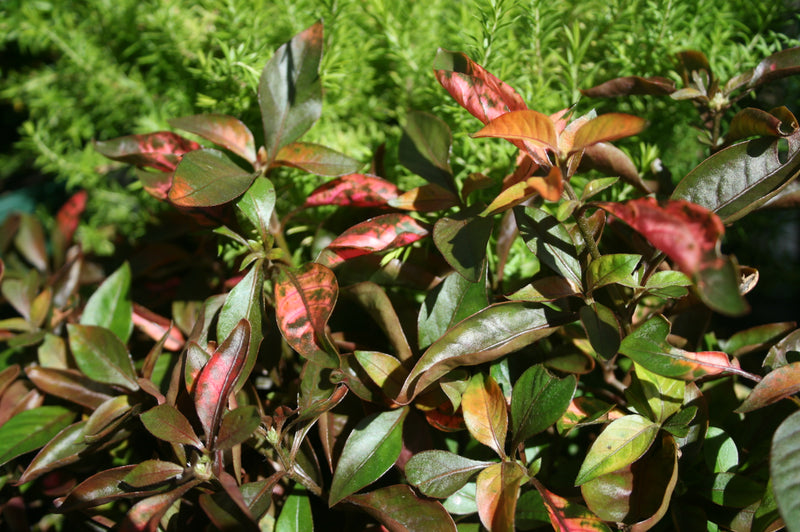 Tricolour Alternanthera Tricolor (Alternanthera dentata)