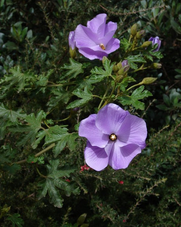 Blue Hibiscus Southern Gem (Alyogyne huegelii) - Ladybird Nursery