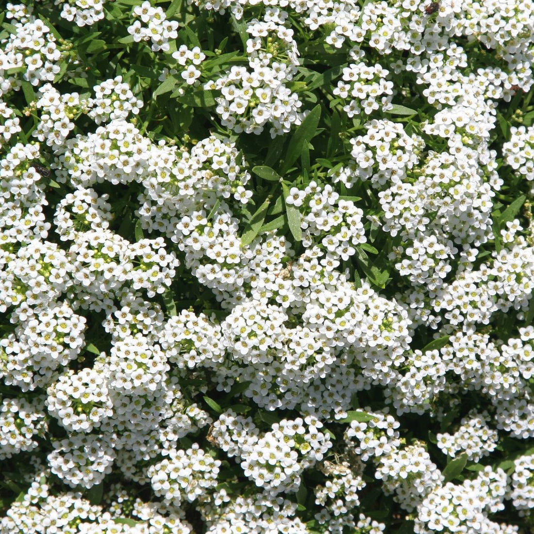 Sweet Alyssum 'Carpet of Snow' - 10 Cell (PICK UP ONLY) - Ladybird Nursery